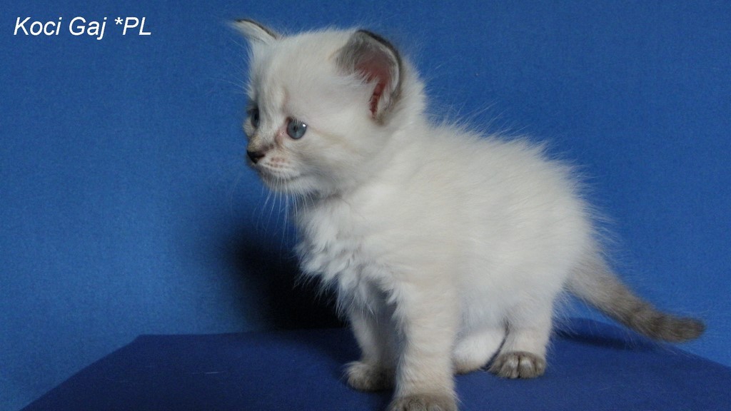Koci Gaj*PL