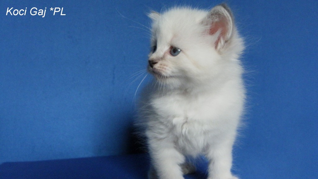 Koci Gaj*PL