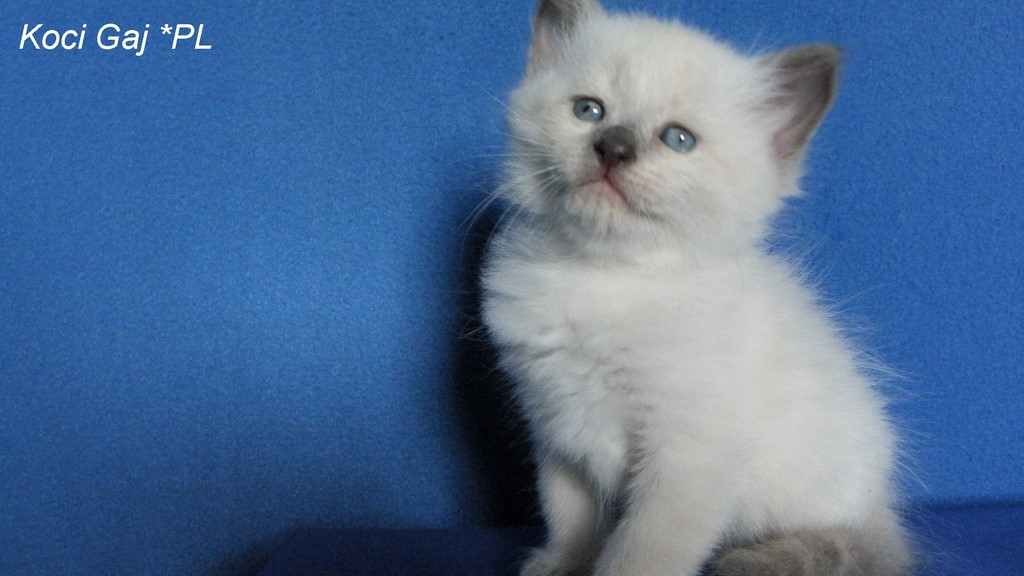 Koci Gaj*PL