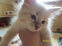 /album/bella/sam-5012-jpg/