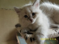 /album/bella/sam-5022-jpg/