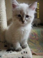 /album/bella/sam-5033-jpg/