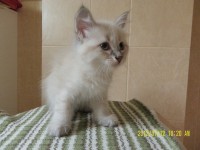 /album/bella/sam-5038-jpg/