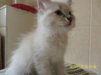 /album/bella/sam-5040-jpg/