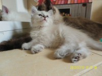 /album/bella/sam-5061-jpg/