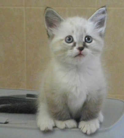 Ares
